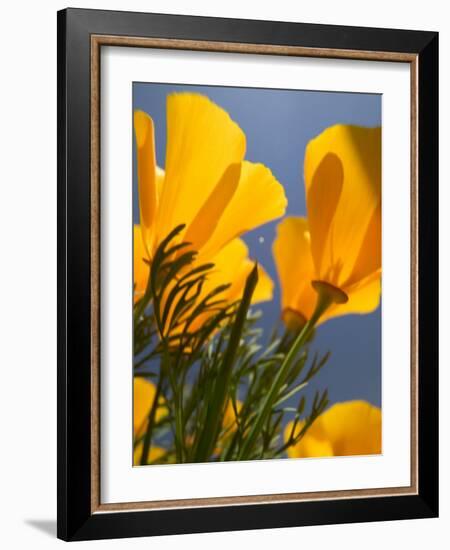 Poppies in Spring Bloom, Lancaster, California, USA-Terry Eggers-Framed Photographic Print