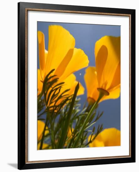 Poppies in Spring Bloom, Lancaster, California, USA-Terry Eggers-Framed Photographic Print