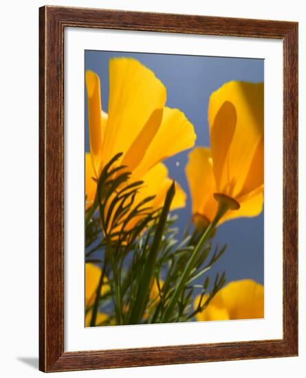 Poppies in Spring Bloom, Lancaster, California, USA-Terry Eggers-Framed Photographic Print