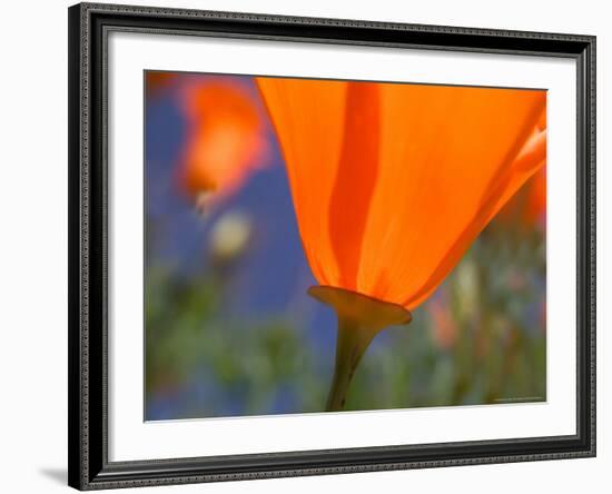 Poppies in Spring Bloom, Lancaster, California, USA-Terry Eggers-Framed Photographic Print