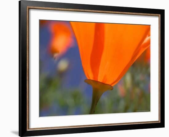 Poppies in Spring Bloom, Lancaster, California, USA-Terry Eggers-Framed Photographic Print