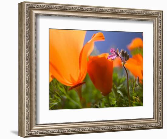 Poppies in Spring Bloom, Lancaster, California, USA-Terry Eggers-Framed Photographic Print