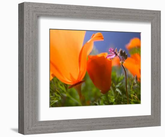 Poppies in Spring Bloom, Lancaster, California, USA-Terry Eggers-Framed Photographic Print