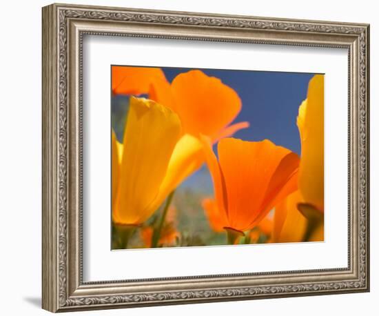 Poppies in Spring Bloom, Lancaster, California, USA-Terry Eggers-Framed Photographic Print