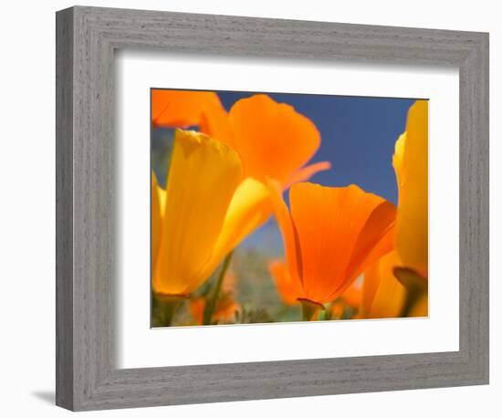 Poppies in Spring Bloom, Lancaster, California, USA-Terry Eggers-Framed Photographic Print