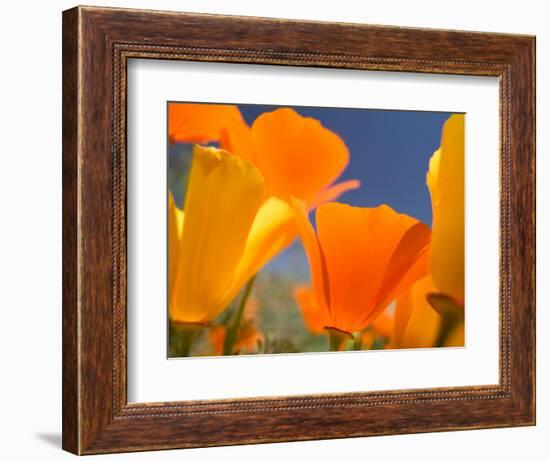 Poppies in Spring Bloom, Lancaster, California, USA-Terry Eggers-Framed Photographic Print