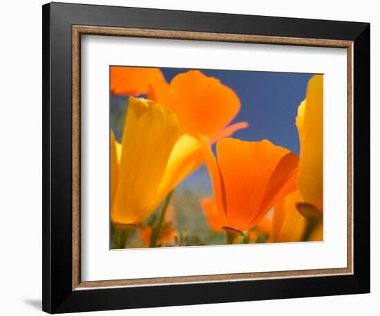 Poppies in Spring Bloom, Lancaster, California, USA-Terry Eggers-Framed Photographic Print