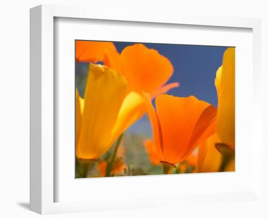 Poppies in Spring Bloom, Lancaster, California, USA-Terry Eggers-Framed Photographic Print