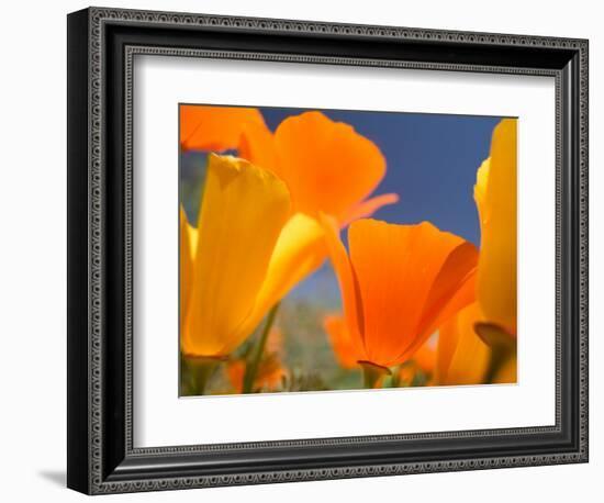 Poppies in Spring Bloom, Lancaster, California, USA-Terry Eggers-Framed Photographic Print