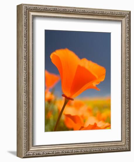 Poppies in Spring Bloom, Lancaster, California, USA-Terry Eggers-Framed Photographic Print