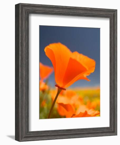 Poppies in Spring Bloom, Lancaster, California, USA-Terry Eggers-Framed Photographic Print