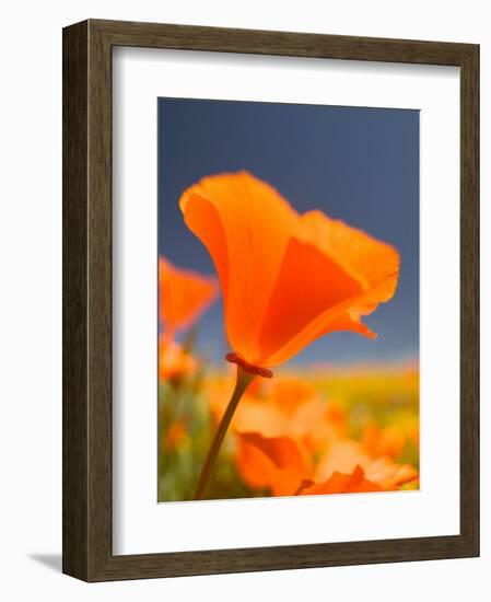 Poppies in Spring Bloom, Lancaster, California, USA-Terry Eggers-Framed Photographic Print