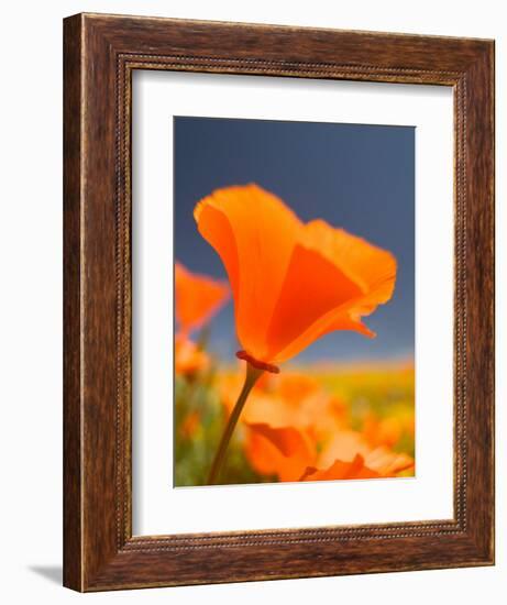 Poppies in Spring Bloom, Lancaster, California, USA-Terry Eggers-Framed Photographic Print