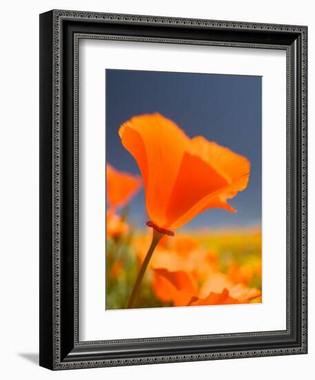 Poppies in Spring Bloom, Lancaster, California, USA-Terry Eggers-Framed Photographic Print