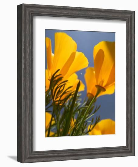 Poppies in Spring Bloom, Lancaster, California, USA-Terry Eggers-Framed Photographic Print