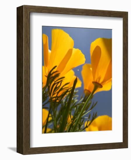 Poppies in Spring Bloom, Lancaster, California, USA-Terry Eggers-Framed Photographic Print