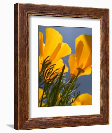 Poppies in Spring Bloom, Lancaster, California, USA-Terry Eggers-Framed Photographic Print