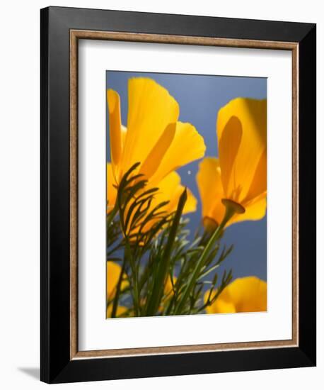 Poppies in Spring Bloom, Lancaster, California, USA-Terry Eggers-Framed Photographic Print