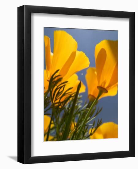 Poppies in Spring Bloom, Lancaster, California, USA-Terry Eggers-Framed Photographic Print