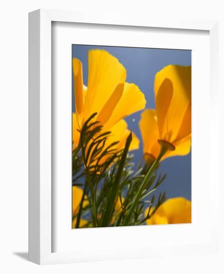 Poppies in Spring Bloom, Lancaster, California, USA-Terry Eggers-Framed Photographic Print