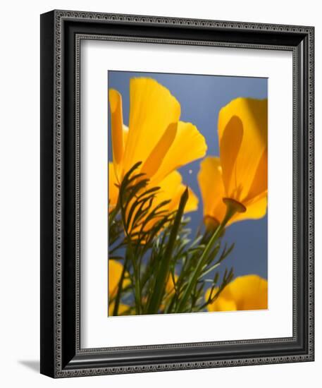 Poppies in Spring Bloom, Lancaster, California, USA-Terry Eggers-Framed Photographic Print