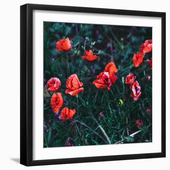 Poppies in the Field. Minimal Style-Evgeniya Porechenskaya-Framed Photographic Print