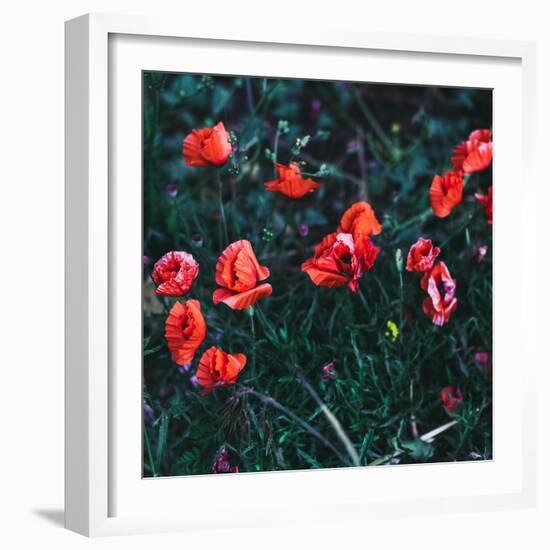 Poppies in the Field. Minimal Style-Evgeniya Porechenskaya-Framed Photographic Print