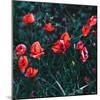 Poppies in the Field. Minimal Style-Evgeniya Porechenskaya-Mounted Photographic Print