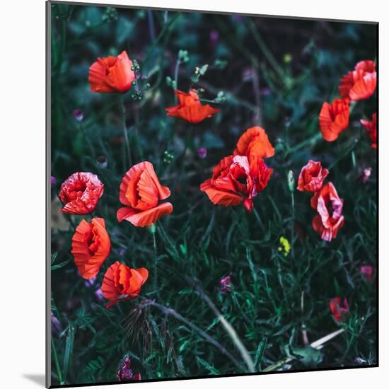 Poppies in the Field. Minimal Style-Evgeniya Porechenskaya-Mounted Photographic Print