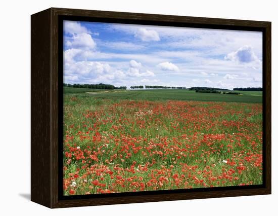 Poppies in the Valley of the Somme Near Mons, Nord-Picardy, France-David Hughes-Framed Premier Image Canvas