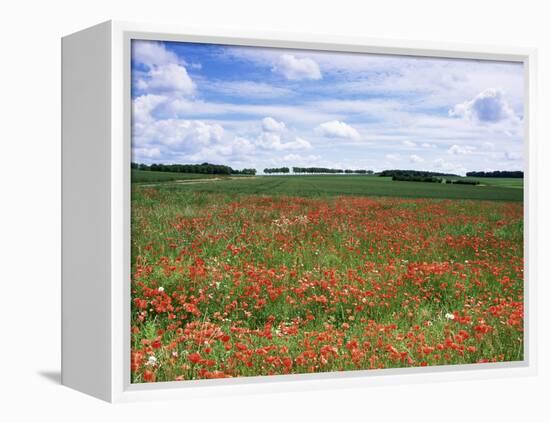 Poppies in the Valley of the Somme Near Mons, Nord-Picardy, France-David Hughes-Framed Premier Image Canvas