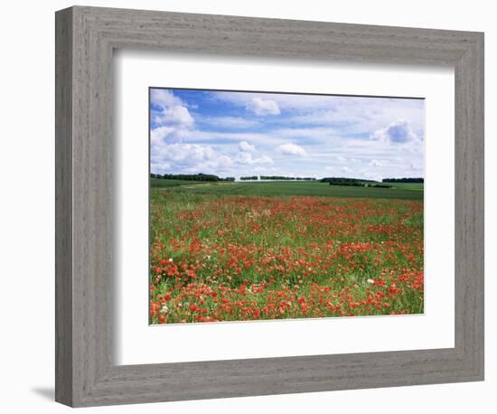 Poppies in the Valley of the Somme Near Mons, Nord-Picardy, France-David Hughes-Framed Photographic Print