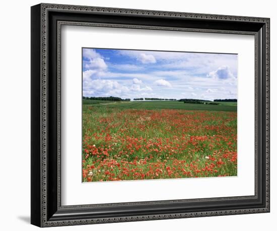 Poppies in the Valley of the Somme Near Mons, Nord-Picardy, France-David Hughes-Framed Photographic Print