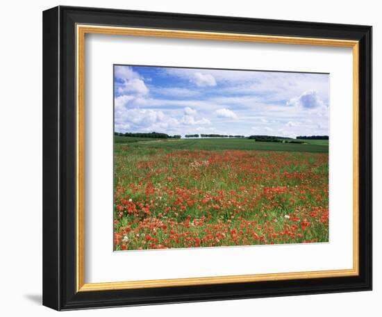 Poppies in the Valley of the Somme Near Mons, Nord-Picardy, France-David Hughes-Framed Photographic Print