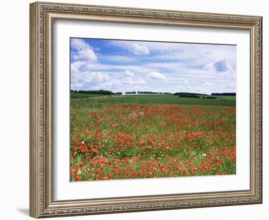 Poppies in the Valley of the Somme Near Mons, Nord-Picardy, France-David Hughes-Framed Photographic Print