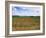 Poppies in the Valley of the Somme Near Mons, Nord-Picardy, France-David Hughes-Framed Photographic Print