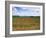 Poppies in the Valley of the Somme Near Mons, Nord-Picardy, France-David Hughes-Framed Photographic Print