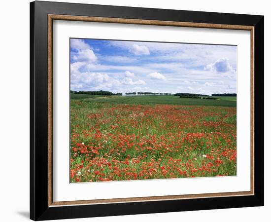 Poppies in the Valley of the Somme Near Mons, Nord-Picardy, France-David Hughes-Framed Photographic Print