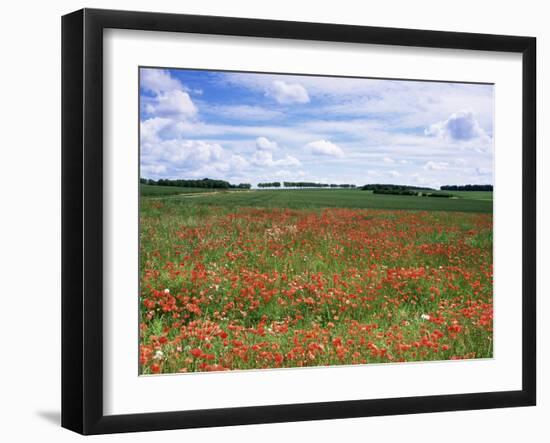 Poppies in the Valley of the Somme Near Mons, Nord-Picardy, France-David Hughes-Framed Photographic Print