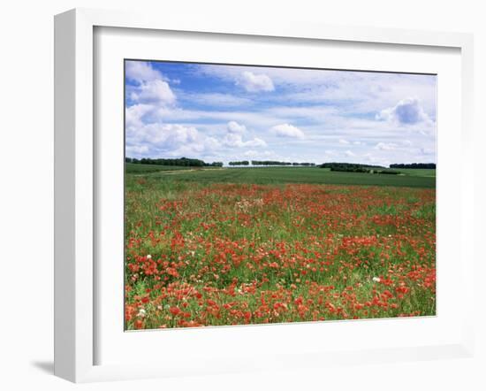 Poppies in the Valley of the Somme Near Mons, Nord-Picardy, France-David Hughes-Framed Photographic Print