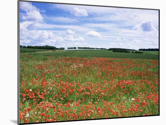 Poppies in the Valley of the Somme Near Mons, Nord-Picardy, France-David Hughes-Mounted Photographic Print