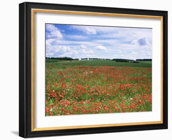 Poppies in the Valley of the Somme Near Mons, Nord-Picardy, France-David Hughes-Framed Photographic Print