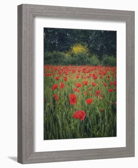 Poppies in the Wheat-Dawne Polis-Framed Art Print