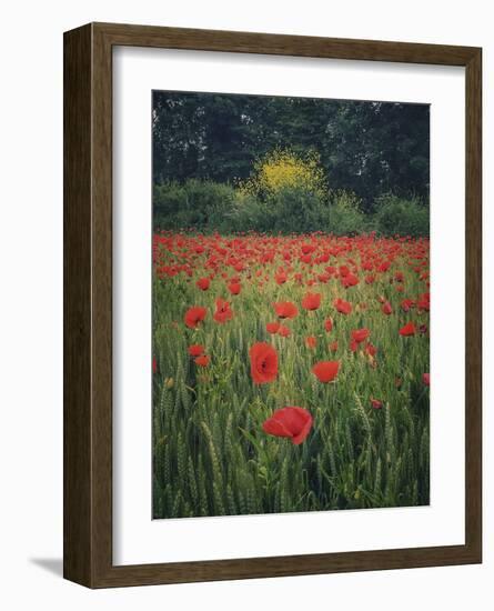 Poppies in the Wheat-Dawne Polis-Framed Art Print