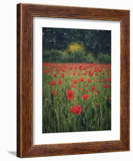 Poppies in the Wheat-Dawne Polis-Framed Art Print