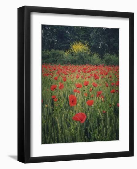 Poppies in the Wheat-Dawne Polis-Framed Art Print