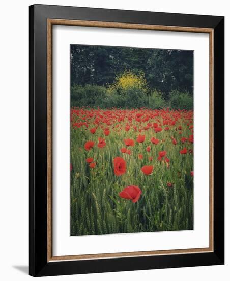 Poppies in the Wheat-Dawne Polis-Framed Art Print