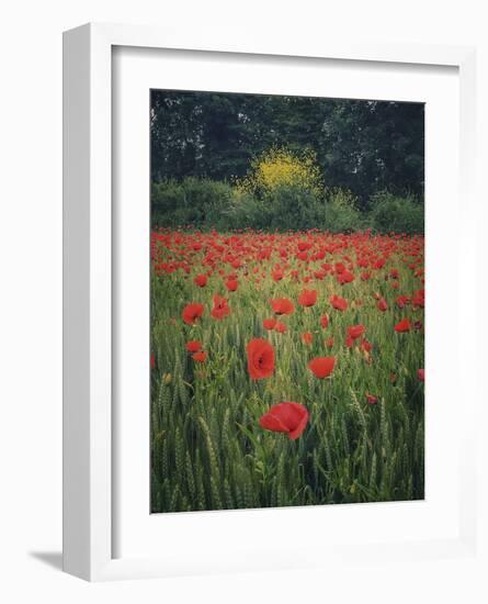 Poppies in the Wheat-Dawne Polis-Framed Art Print