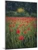 Poppies in the Wheat-Dawne Polis-Mounted Art Print