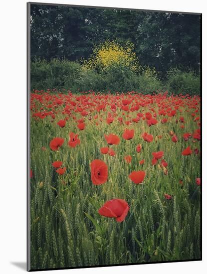 Poppies in the Wheat-Dawne Polis-Mounted Art Print